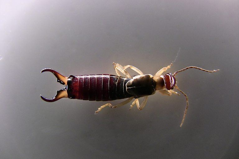 Tijeretas