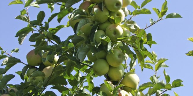 frutales para el huerto