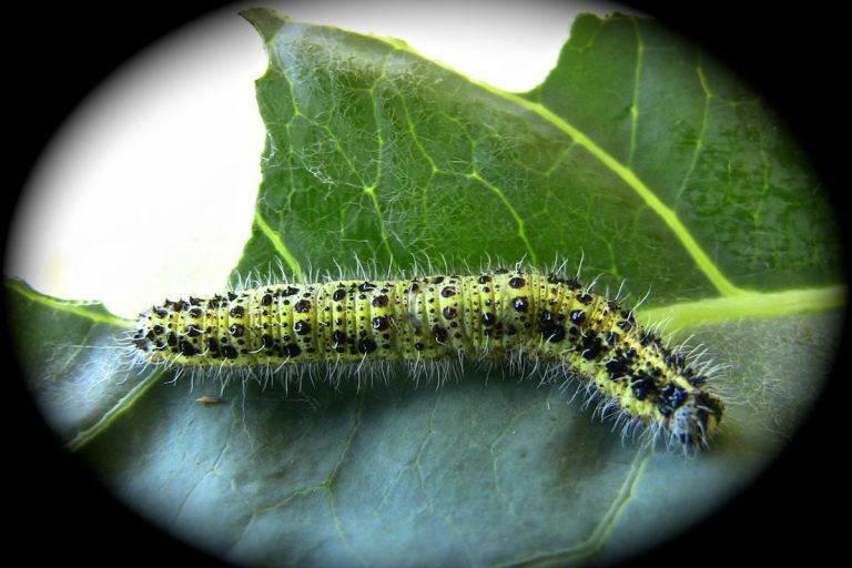 Oruga adulta