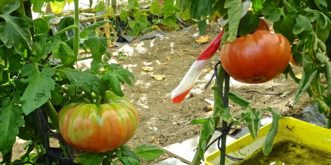 el cultivo del tomate