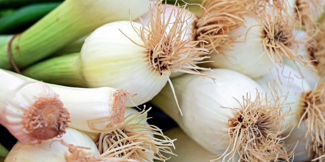 cebollas