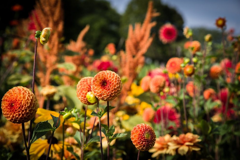 dahlias_huerto-familiar