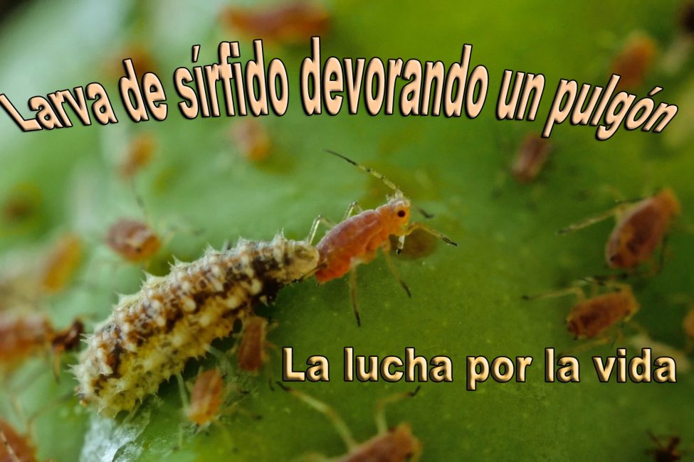 La lucha por la vida