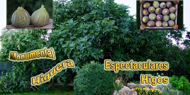 Higuera