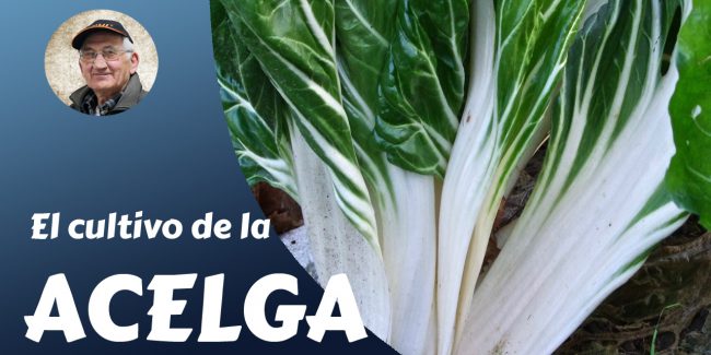 el cultivo de la acelga 2
