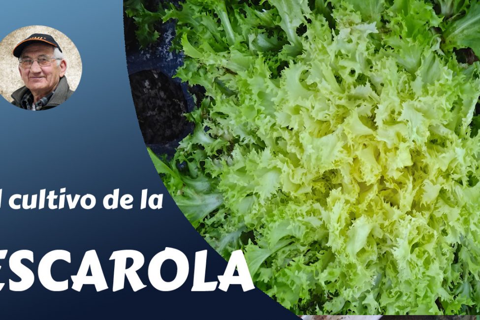 el cultivo de la escarola