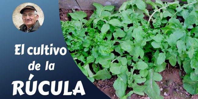 el cultivo de la rúcula