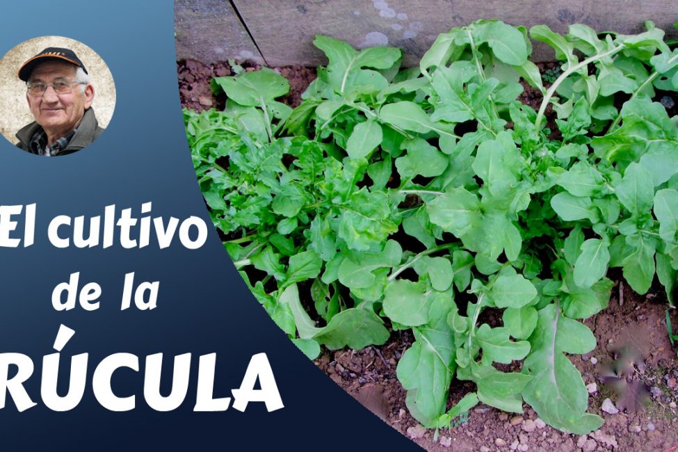 el cultivo de la rúcula