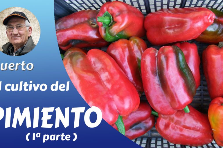 el pimiento 1ª parte