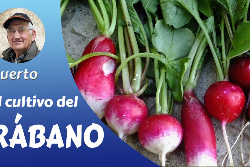 el rábano