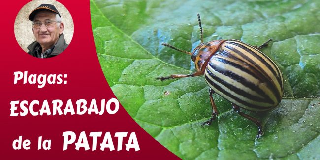 el escarabajo de la patata