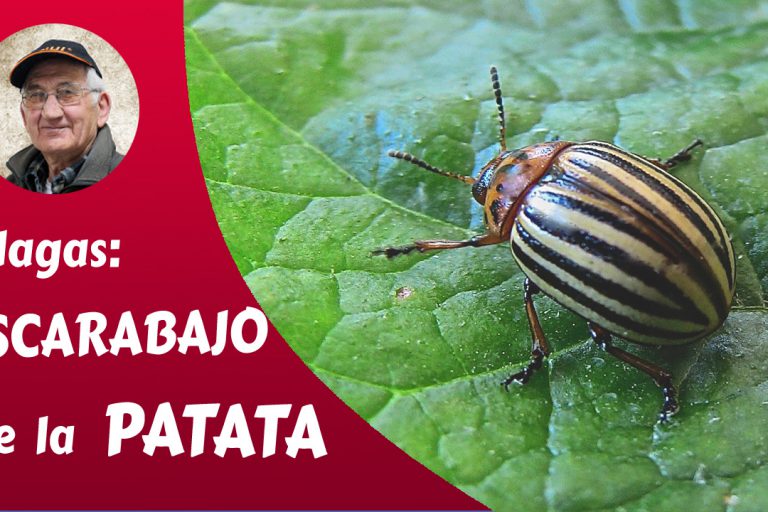 escarabajo de la patata el escarabajo de la patata