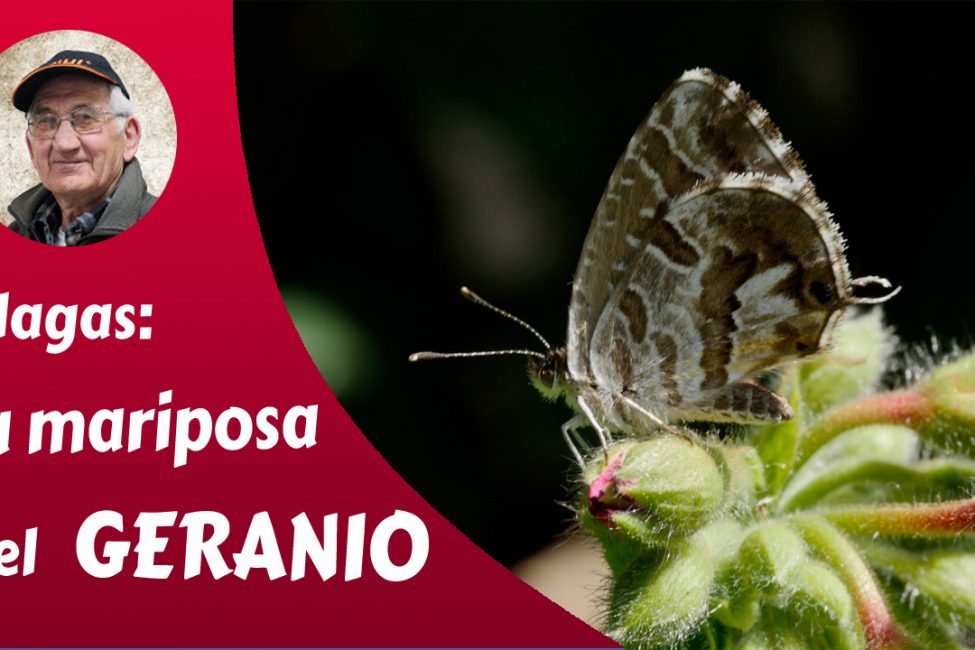 mariposa del geranio