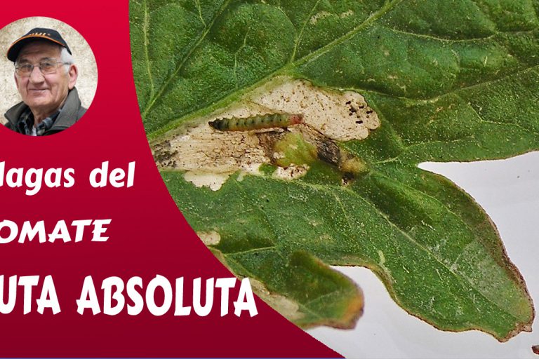 tuta absoluta
