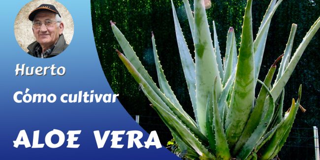 Aloe vera