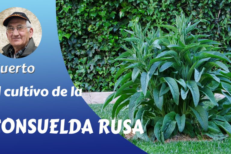 Consuelda rusa