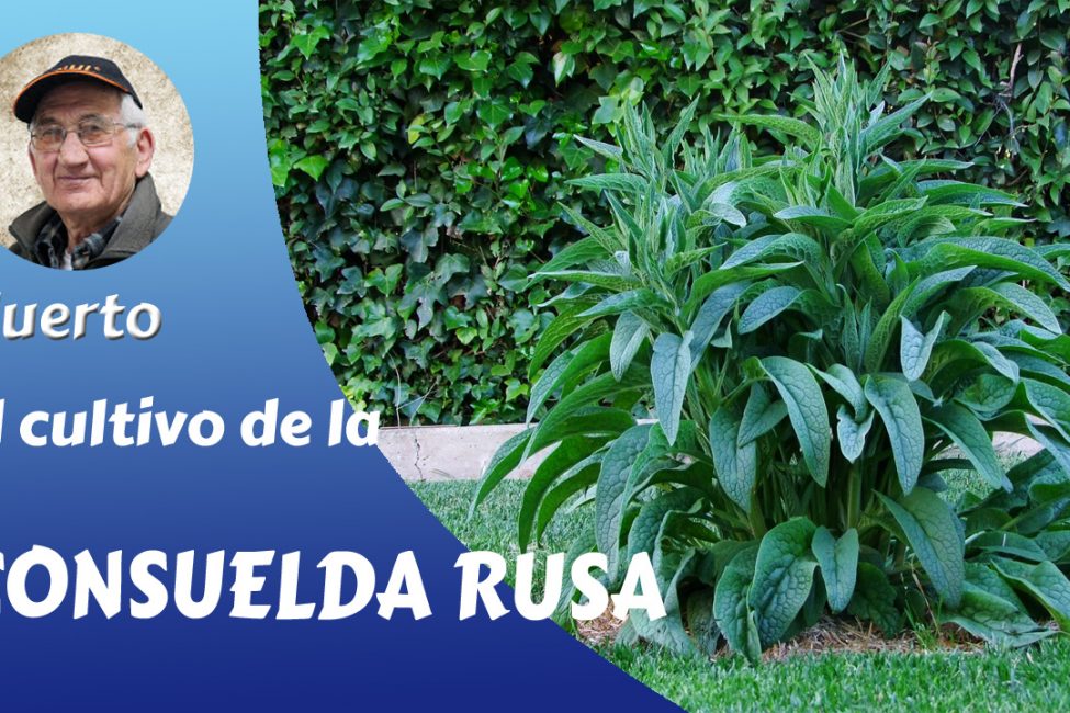 Consuelda rusa