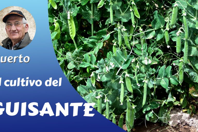 El guisante