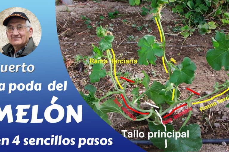 La poda del melón