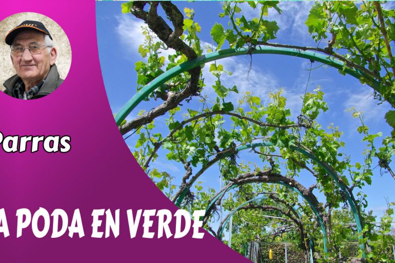La poda en verde