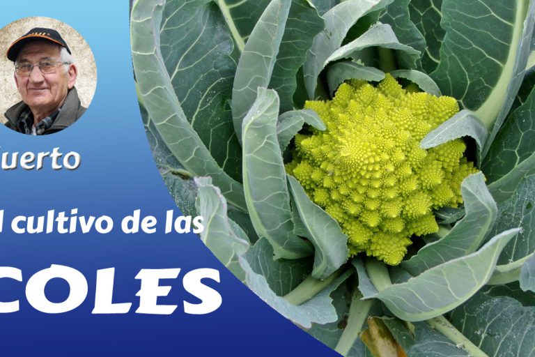 Las coles