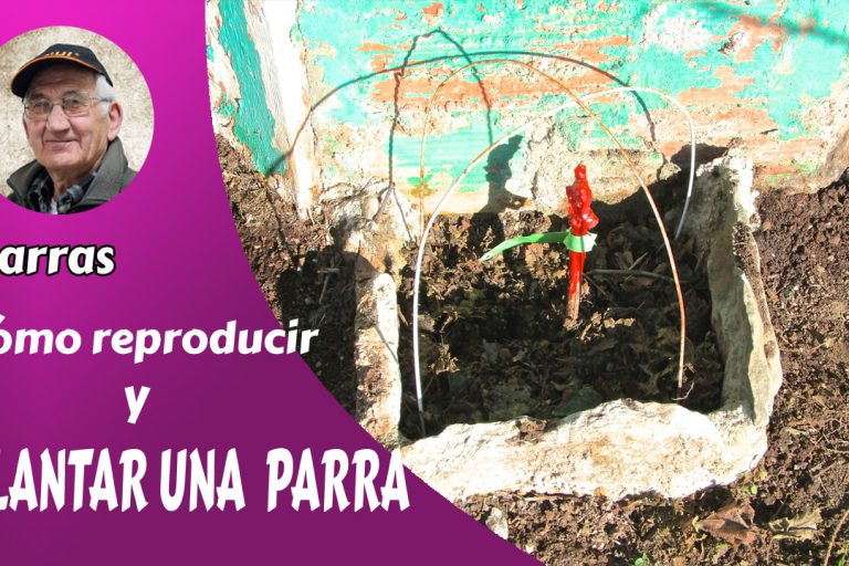 Plantar una parra
