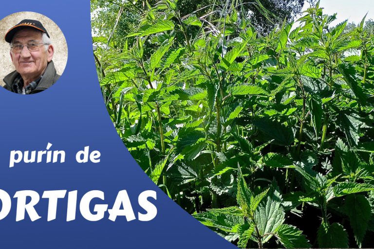 Purín de ortigas