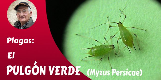 El pulgón verde