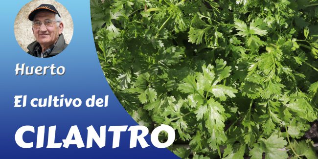 El cilantro