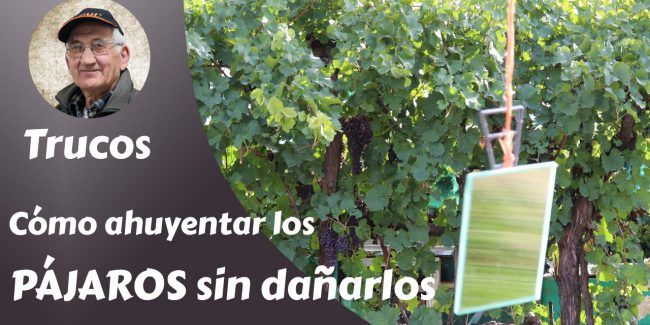 Espejos pájaros