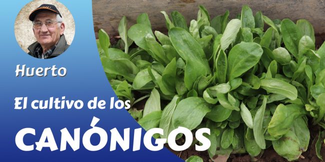 Los canónigos 2