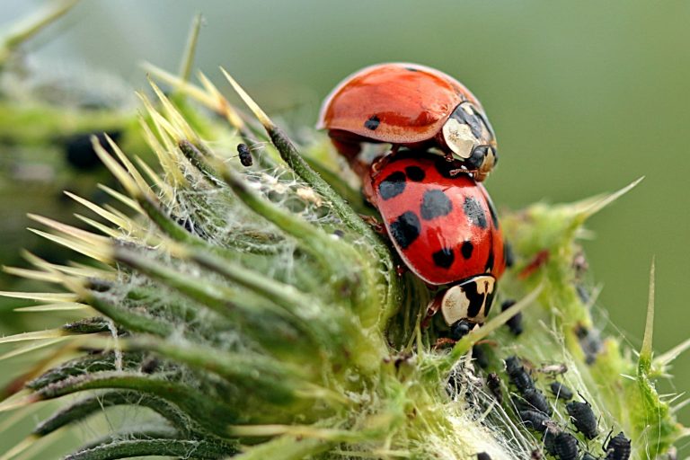 mariquitas reproduccion